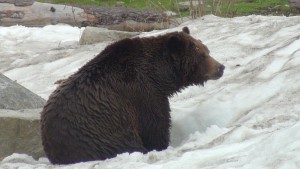 Grizzly Bär