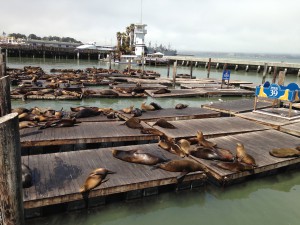 Pier 39 - San Francisco 
