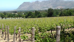 Groot Constantia