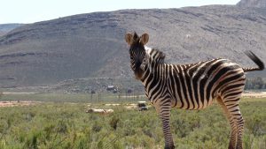 Zebra im Aquila Game Reserve